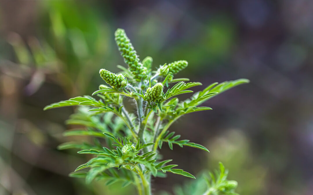 Ragweed is a major fall allergen, producing billions of pollen grains that can trigger seasonal allergies.